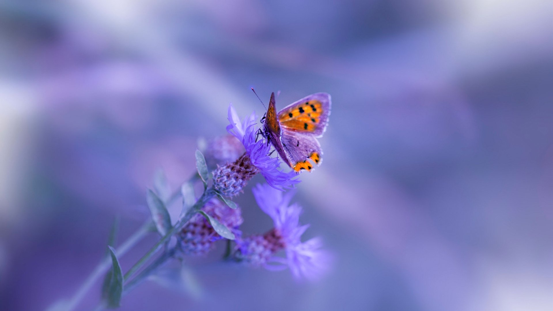 青少年体育赛事组织管理,青少年体育比赛项目