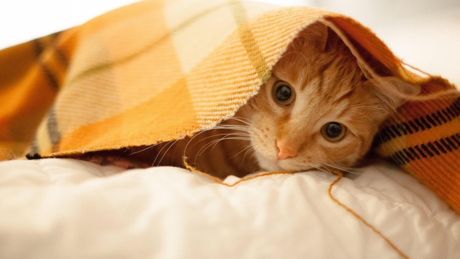 体育新闻中心深化体育视频原创版权保护机制,体育新闻中心深化体育视频原创版权保护机制研究