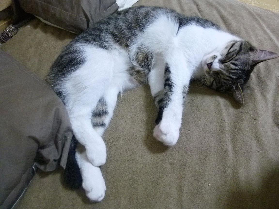 加拿大队的技术创新与团队协作:国际乒联混合团体世界杯深度解析