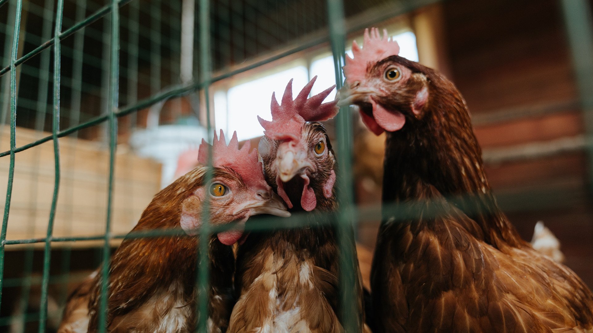 开云入口-弗拉门戈高位压迫奏效，多次抢断反击，弗拉门戈技法