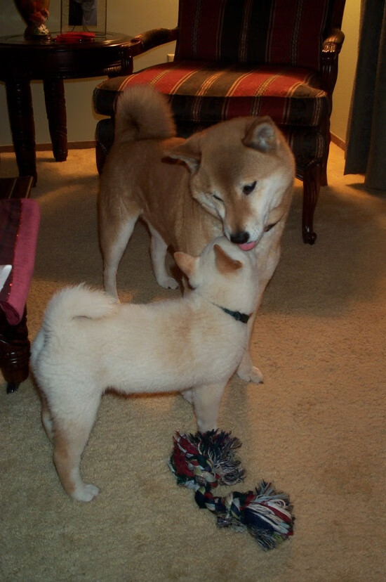 搏击台上竞技水平持续提高,搏击台上竞技水平持续提高怎么办