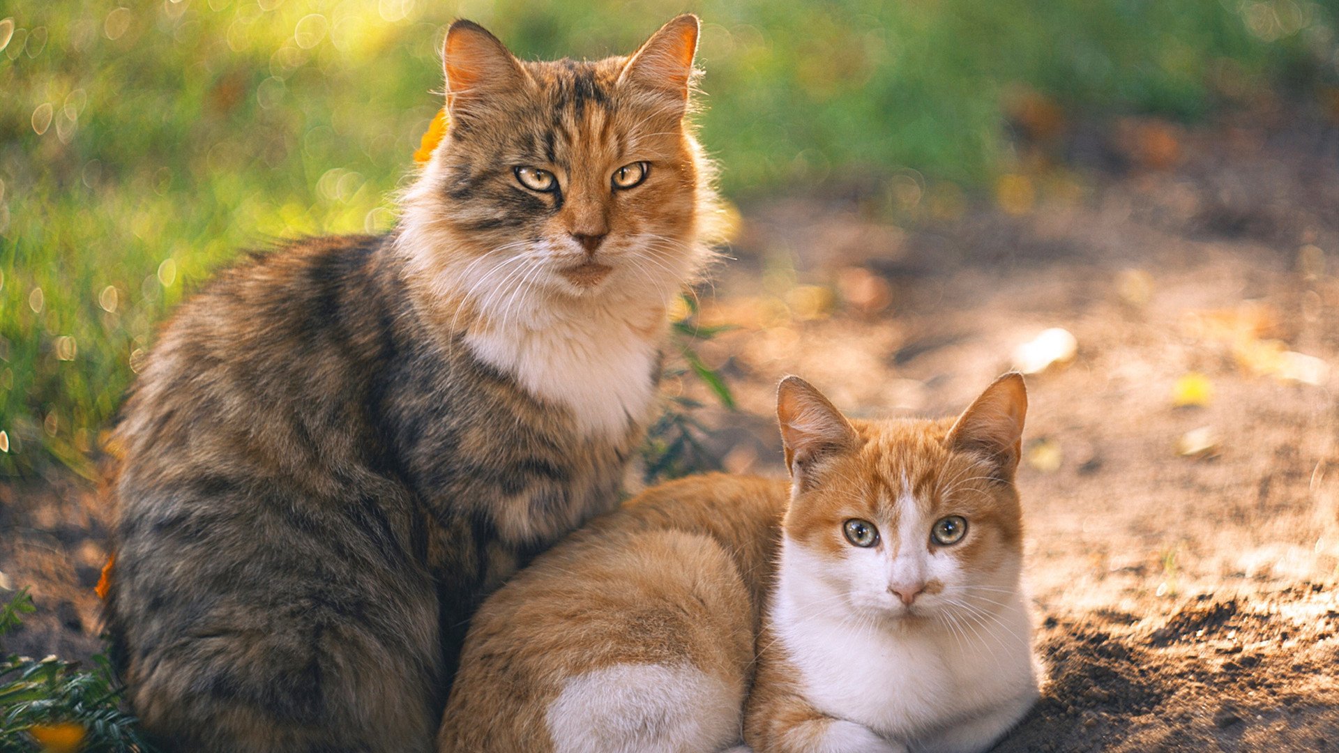 新疆男篮强化体能训练提升比赛耐力,新疆男篮体测