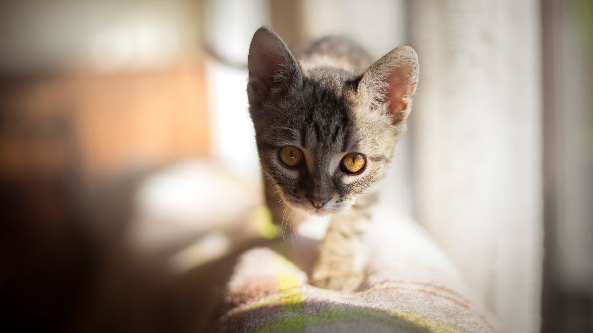 瑞典队未来计划:在国际大赛中不断突破自我,2021瑞典队