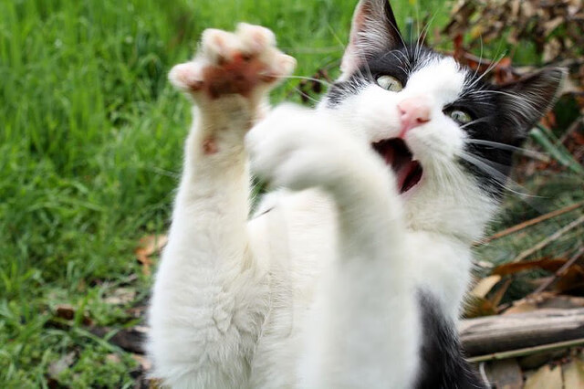 罗马尼亚队赛制剖析:如何通过团体配合提升整体作战能力,罗马尼亚已组联赛