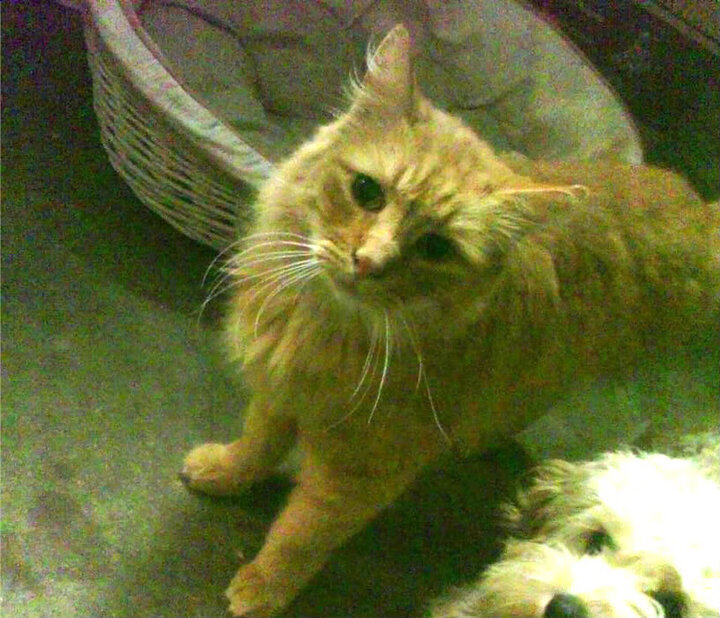 kaiyun体育app-世界杯经典合集：每秒都动心！，世界杯经典程度排行