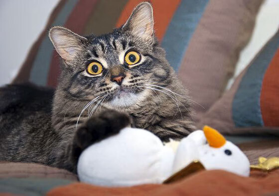 主场球迷创意应援再升级,赛场氛围震撼国际观众,球员应援口号