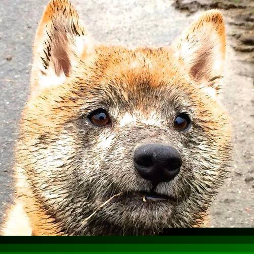 南非青训项目的国际化进程加速,橄榄球未来可期,南非拿过橄榄球世界杯冠军吗