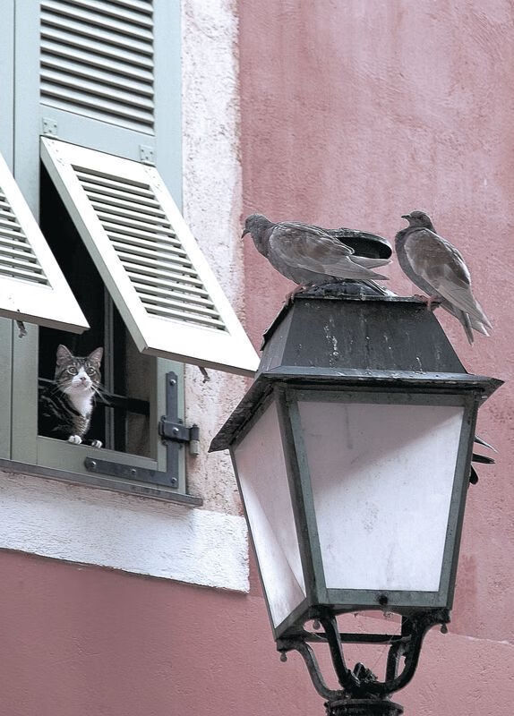 南非青训项目的国际化进程加速,橄榄球未来可期,南非拿过橄榄球世界杯冠军吗