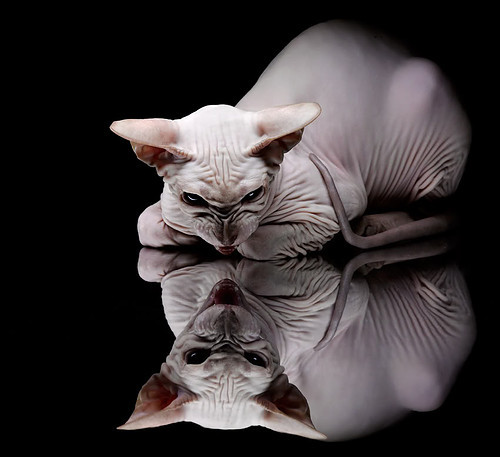 开云网页版-尤文图斯老将布冯宣布赛季末退役