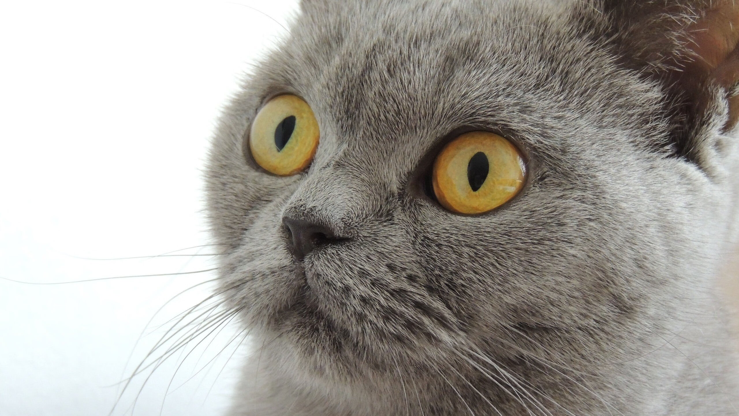 开云中国-德甲史诗对决：从0-3到逆转取胜的奇迹，德甲经典比赛