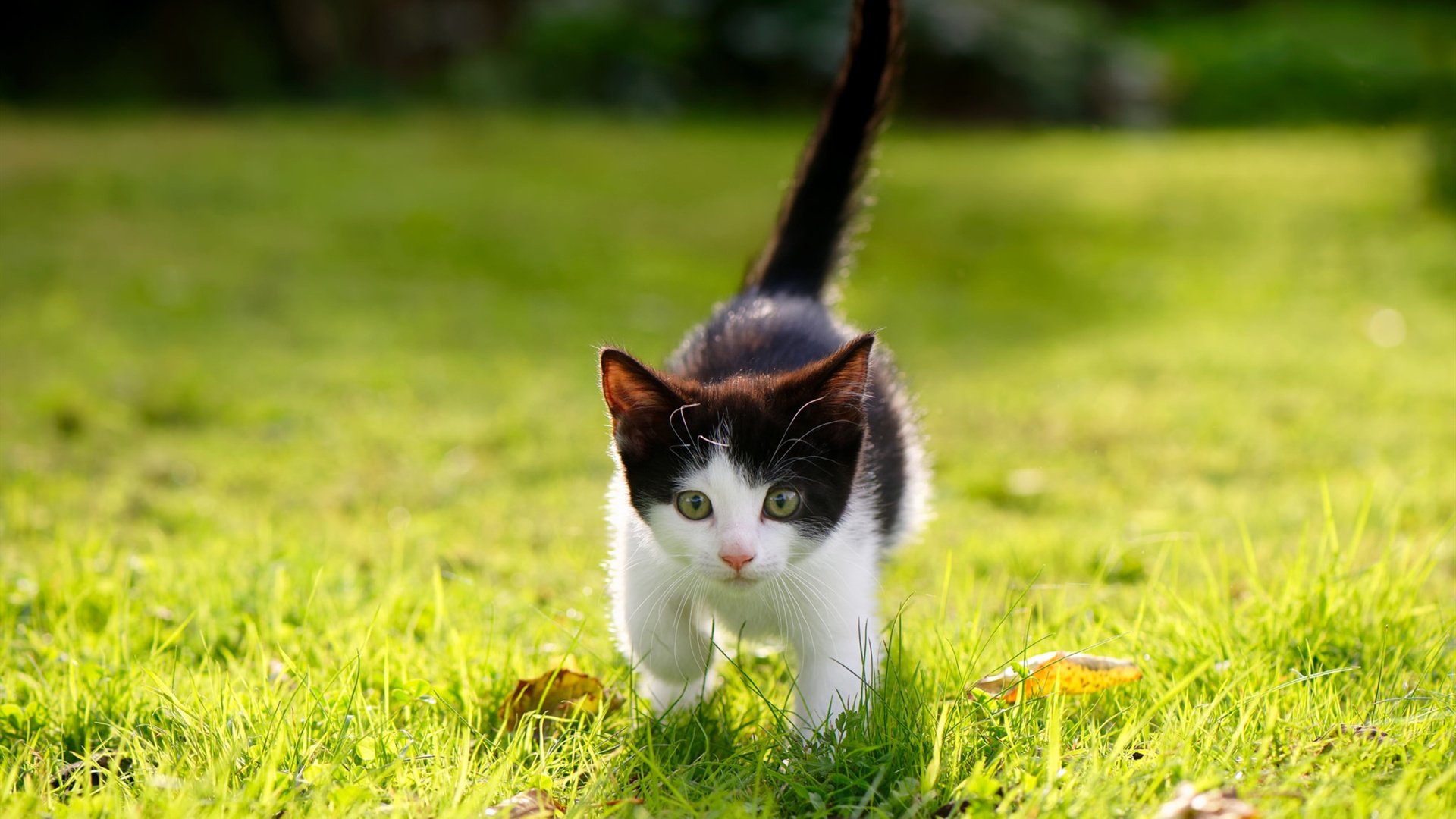 kaiyun中国官方网站-李娜参与母校活动鼓励青少年参与体育，李娜 比赛