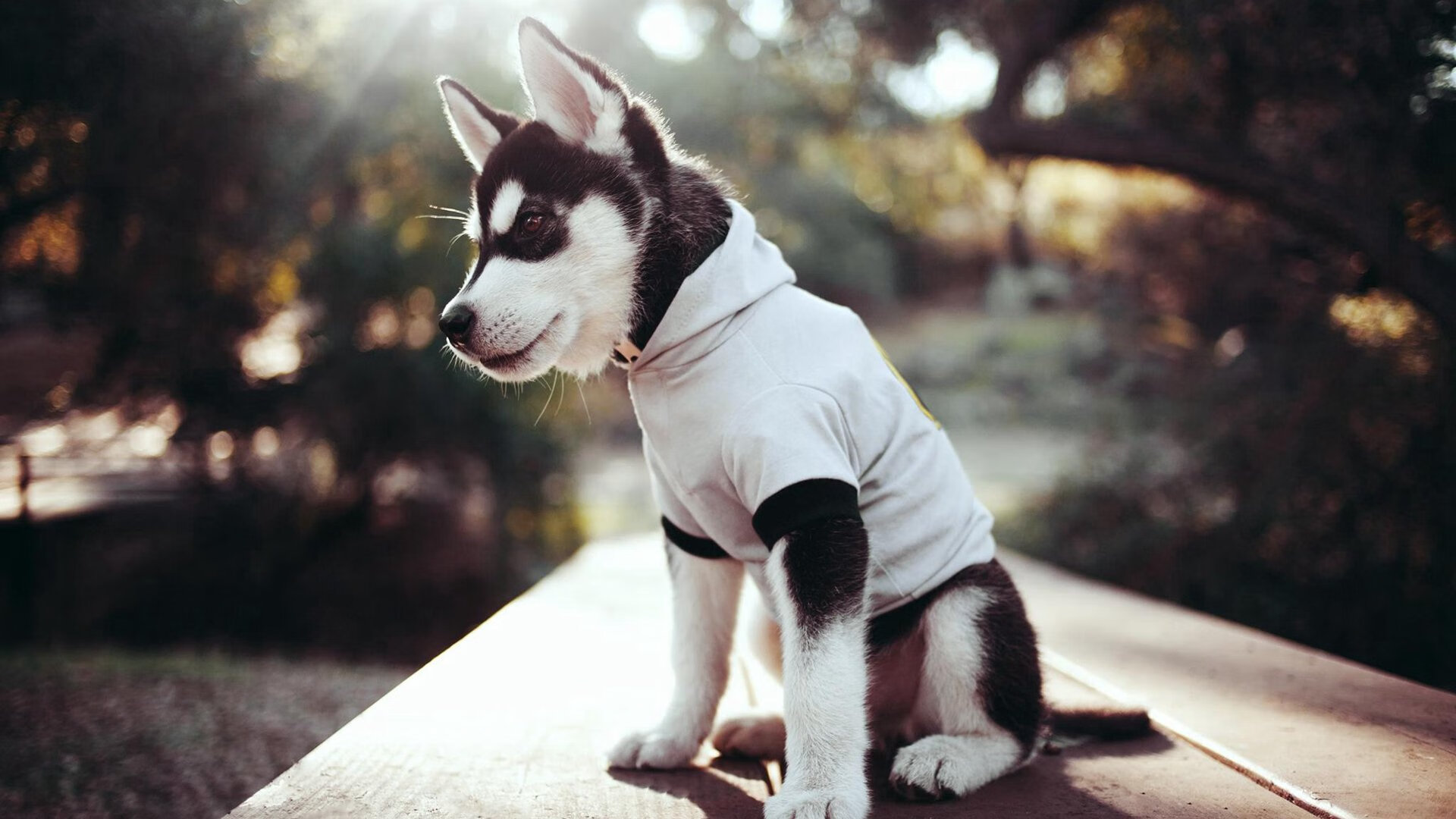 开云网站-橄榄球全球参与度持续增长，橄榄球人数