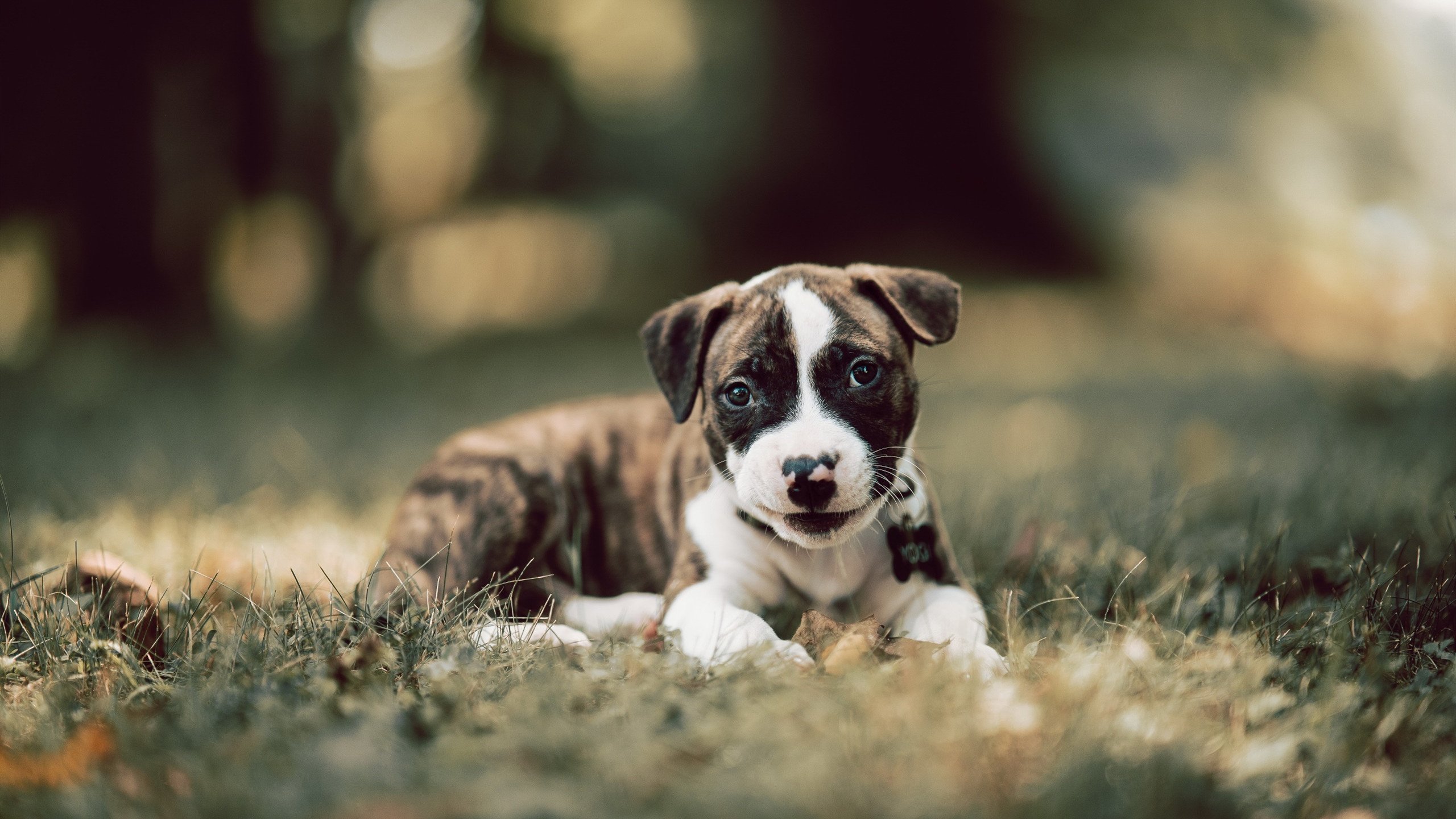 开云中国-澳洲队用坚韧与协作书写辉煌篇章，澳大利亚队员