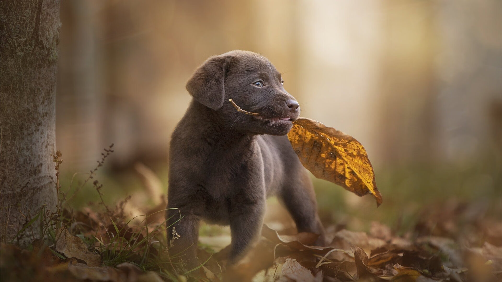 黎巴嫩女篮在西亚锦标赛中崭露头角，勇夺佳绩，黎巴嫩男篮亚洲杯