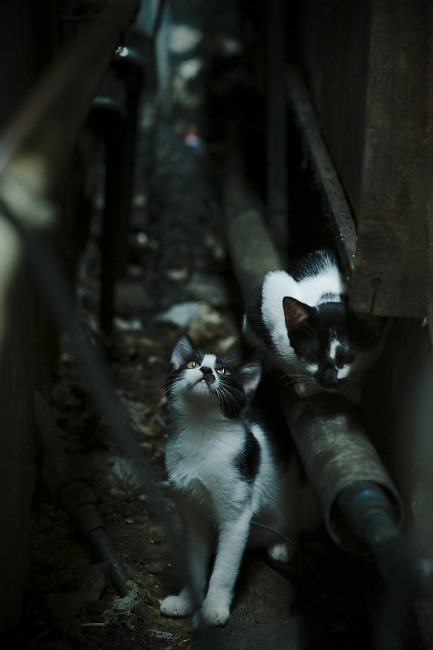 NBA球员社交行为对公众形象的影响机制研究，nba球星的社交平台