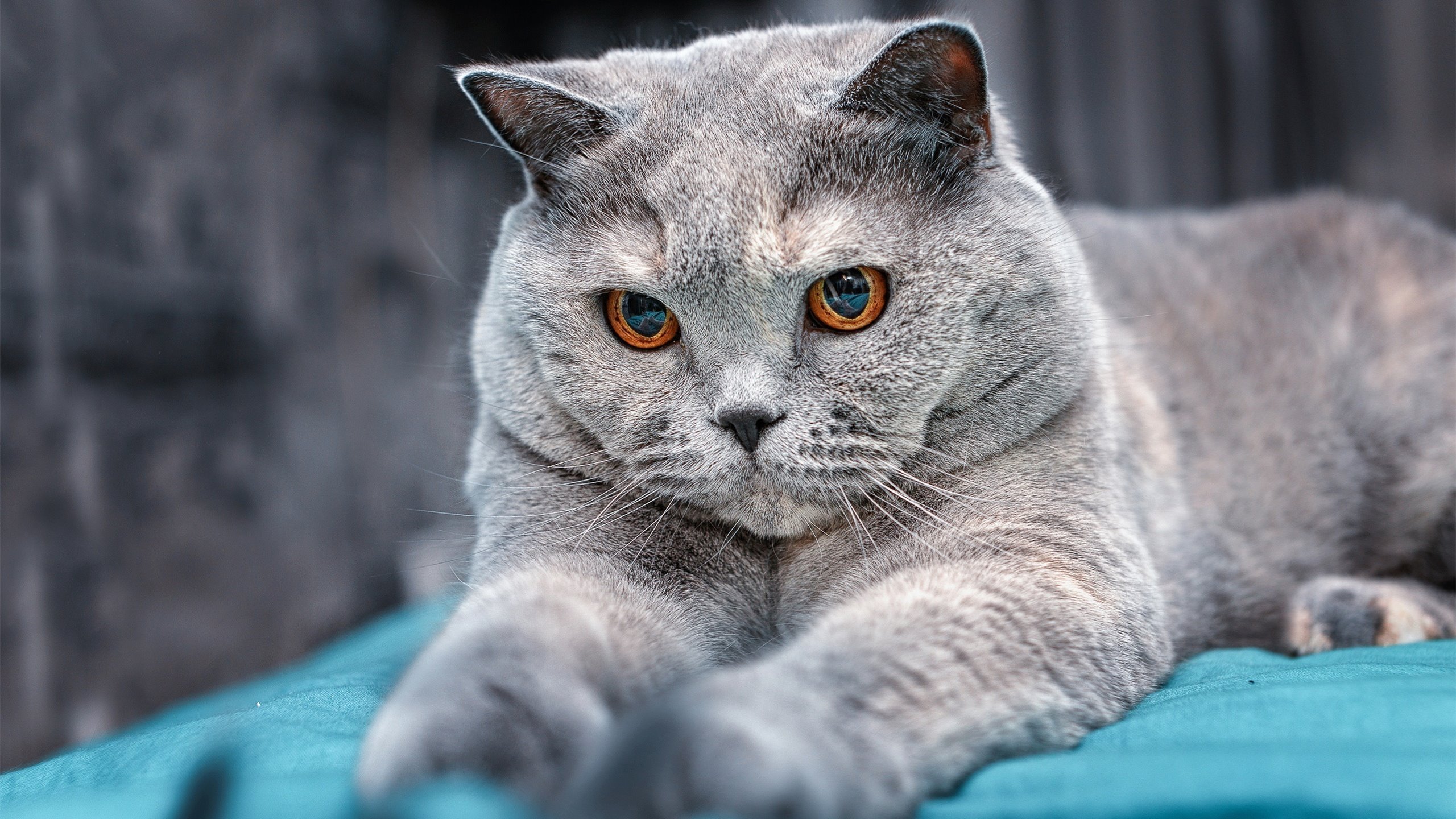 中国足球青训联盟加强教练员资格认证，中国足协精英青训教练员培训