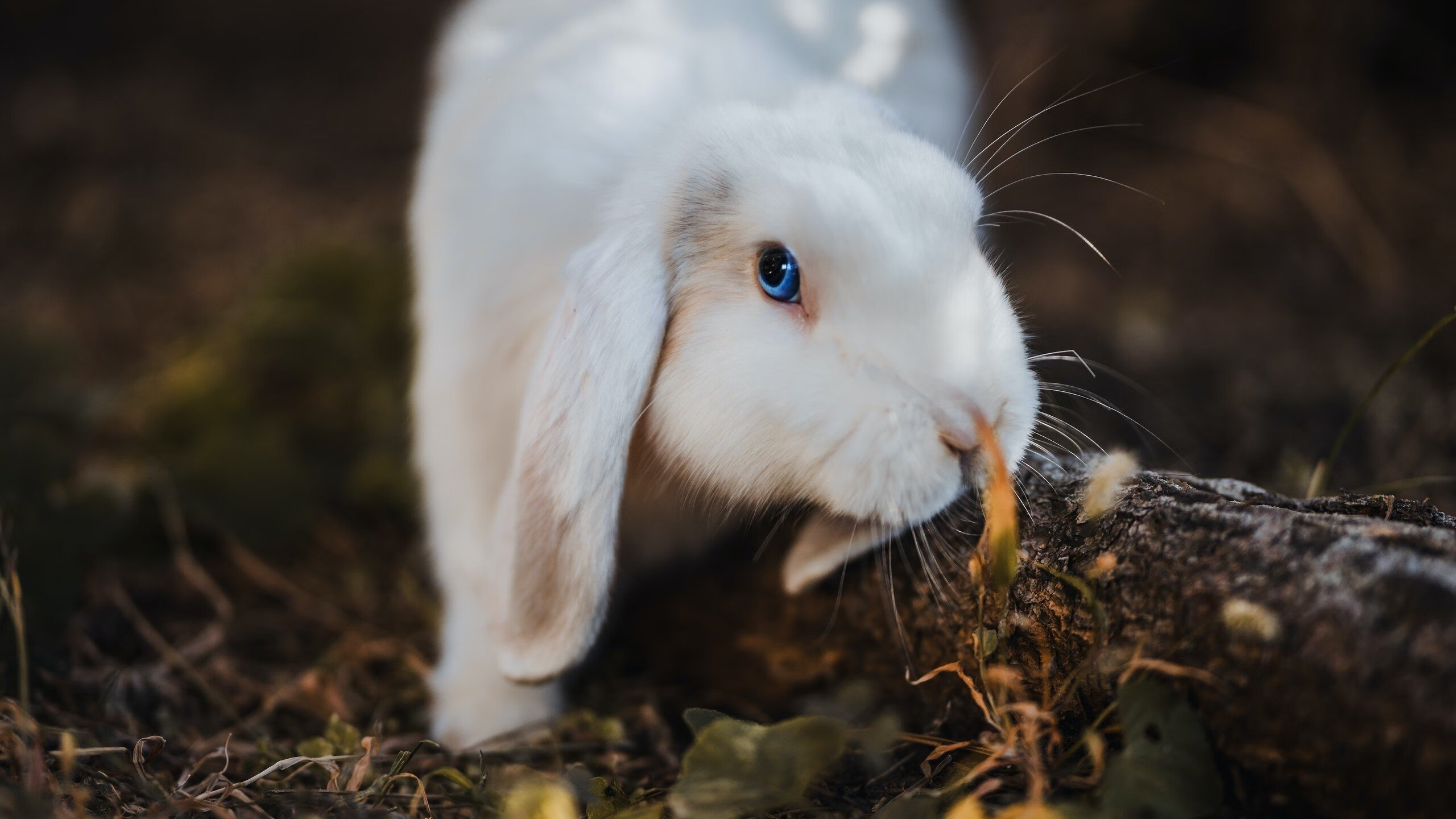 中超联赛俱乐部财务风险管理研究，中超俱乐部支出